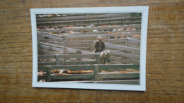 états-unis , Texas , Amarillo , Cattle In The Corral - Amarillo