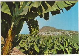 N. 242 - Vista Parcial De Arucas (Gran Canaria) - (Espana/Spain) - Banana - Gran Canaria