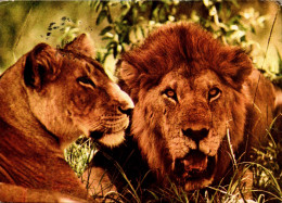 N°40743 Z -cpsm Lion Et Lionne En Tanzanie - Lions