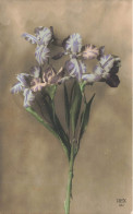 FLEURS  & PLANTES - ARBRES - Iris - Colorisé - Carte Postale  Ancienne - Bloemen