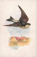 ANIMAUX & FAUNE - Oiseaux - Hirondelle - Colorisé -  Carte Postale  Ancienne - Pájaros