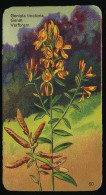 Côte D'Or - Botanica - 1954 - 60 - Genista, Genèt, Verfbrem - Côte D'Or