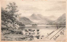 PHOTOGRAPHIE - Paysage - Troupeau De Vaches  -  Carte Postale  Ancienne - Photographie