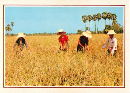 Thailand Rice Cultivation Agriculture Harvest - Thaïlande