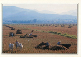 Thailand Farmers Using Cane Baskets To Harvest Rice - Thaïlande