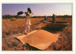 Thailand Farmers Using Cane Baskets To Harvest Rice - Thaïlande
