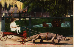 PC US, CA, LOS ANGELES, ALIGATOR FARM, Vintage Postcard (b49504) - Los Angeles