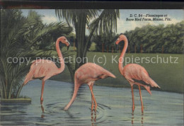 11537656 Miami_Florida Flamingos Bird Farm - Autres & Non Classés