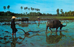 Thailand Rice Field Thai Farmer By Buffalo - Thaïlande