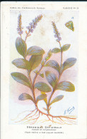 AX 25- C P A -LOT DE 6  -  SANTE PLANTES MEDICINALE ILLUSTRATEUR H.FRANTZ - Medicinal Plants