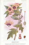 AX 28- C P A -LOT DE 6  -  SANTE PLANTES MEDICINALE ILLUSTRATEUR H.FRANTZ - Medicinal Plants