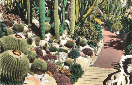 MONACO - JARDIN EXOTIQUE - LE PONT DES ECHINOCACTUS GRUSONIL - Exotischer Garten