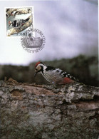 WWF  SWEDEN,  MC, Great Spotted Woodpecker   /   WWF SUEDE , Carte Maximume, Pic épeiche, 1994 - Spechten En Klimvogels