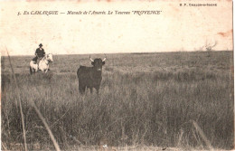 CPA 13 (Bouches-du-Rhône) Saintes-Maries-de-la-Mer - En Camargue. Manade De L'Amarée. Le Taureau "Provence" TBE 1906 - Taureaux