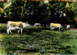 73922571 Landwirtschaft Jersey Cows Kuehe  - Cultivation
