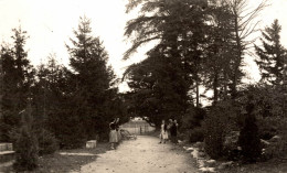 Le Repos Sous Les Pins. Diemoz  L Allée De Cure A L Automne - Diémoz