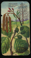 Côte D'Or - Botanica - 1954 - 86 - Alnus, Aune, Els - Côte D'Or