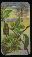 Côte D'Or - Botanica - 1954 - 88 - Carpinus, Charme Commun, Haagbeuk - Côte D'Or