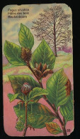 Côte D'Or - Botanica - 1954 - 89 - Fagus, Hêtre Des Bois, Beukenboom - Côte D'Or