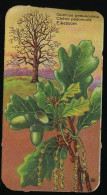 Côte D'Or - Botanica - 1954 - 90 - Quercus, Chêne, Eik, Oak - Côte D'Or