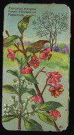 Côte D'Or - Botanica - 1954 - 91 - Euonymus, Fusain, Papenmuts, Kardinaalsmuts - Côte D'Or