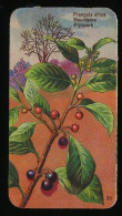 Côte D'Or - Botanica - 1954 - 93 - Frangula, Bourdaine, Pijlspork - Côte D'Or