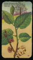 Côte D'Or - Botanica - 1954 - 94 - Ulmus, Orme, Olm - Côte D'Or