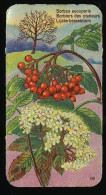 Côte D'Or - Botanica - 1954 - 95 - Sorbus, Sorbiers, Lijsterbes - Côte D'Or