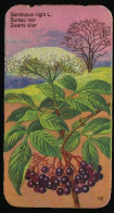 Côte D'Or - Botanica - 1954 - 96 - Sambucus, Sureau, Vlier - Côte D'Or