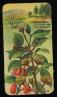 Côte D'Or - Botanica - 1954 - 98 - Cornus, Cornouiller, Kornoelje - Côte D'Or