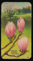 Côte D'Or - Botanica - 1954 - 99 - Magnolia, Beverboom - Côte D'Or