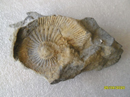Véritable Fossile De La Région Des Hautes Alpes - Fossils