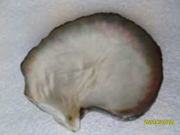Véritable Nacre De La Martinique - Seashells & Snail-shells