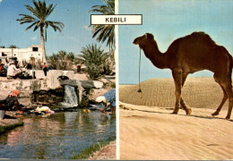 Souvenir De Kebili - Tunisia