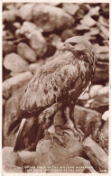 PHOTOGRAPHIE - The Golden Eagle Of The Scottish Highlands - Carte Postale Ancienne - Photographie