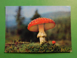 Mushroom - Mushrooms