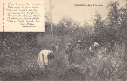 CPA 58 NIVERNAIS / CUEILLETTE DES FRAISES - Sonstige & Ohne Zuordnung