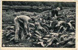 LA RECOLTE DU TABAC  SEMOIS    2 SCANS - Vresse-sur-Semois