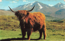 PHOTOGRAPHIE - Highland - Colorisé - Carte Postale Ancienne - Fotografia