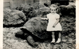 Vers 1945 Boston : Fils De L'éleveur De Ces Tortues Géantes ( Press Photos Gutemberg Rue Réaumur Et Ache Paris) - Boston