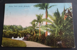 Bermuda - Palms, Smith Parish - Published By The Yankee Store, Hamilton - Bermudes