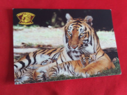 BELLE  CARTE .."TIGRESSE ET SES PETITS"..ZOO DE LA CABOSSE..JURQUES - Tigres