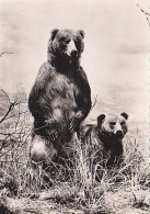 AK 165889 BEAR / BÄR - Ours - Bears