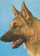 AK 165916 DOG / HUND - Hunde