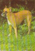 AK 165922 DOG / HUND - Hunde