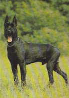 AK 165923 DOG / HUND - Schnauzer - Hunde