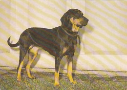AK 165925 DOG / HUND - Polnische Bracke - Hunde