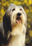 AK 165935 DOG / HUND - Hunde