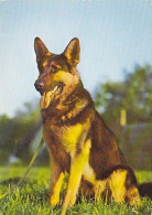 AK 165949 DOG / HUND - Deutscher Schäferhund - Hunde