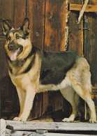 AK 165950 DOG / HUND - Deutscher Schäferhund - Hunde